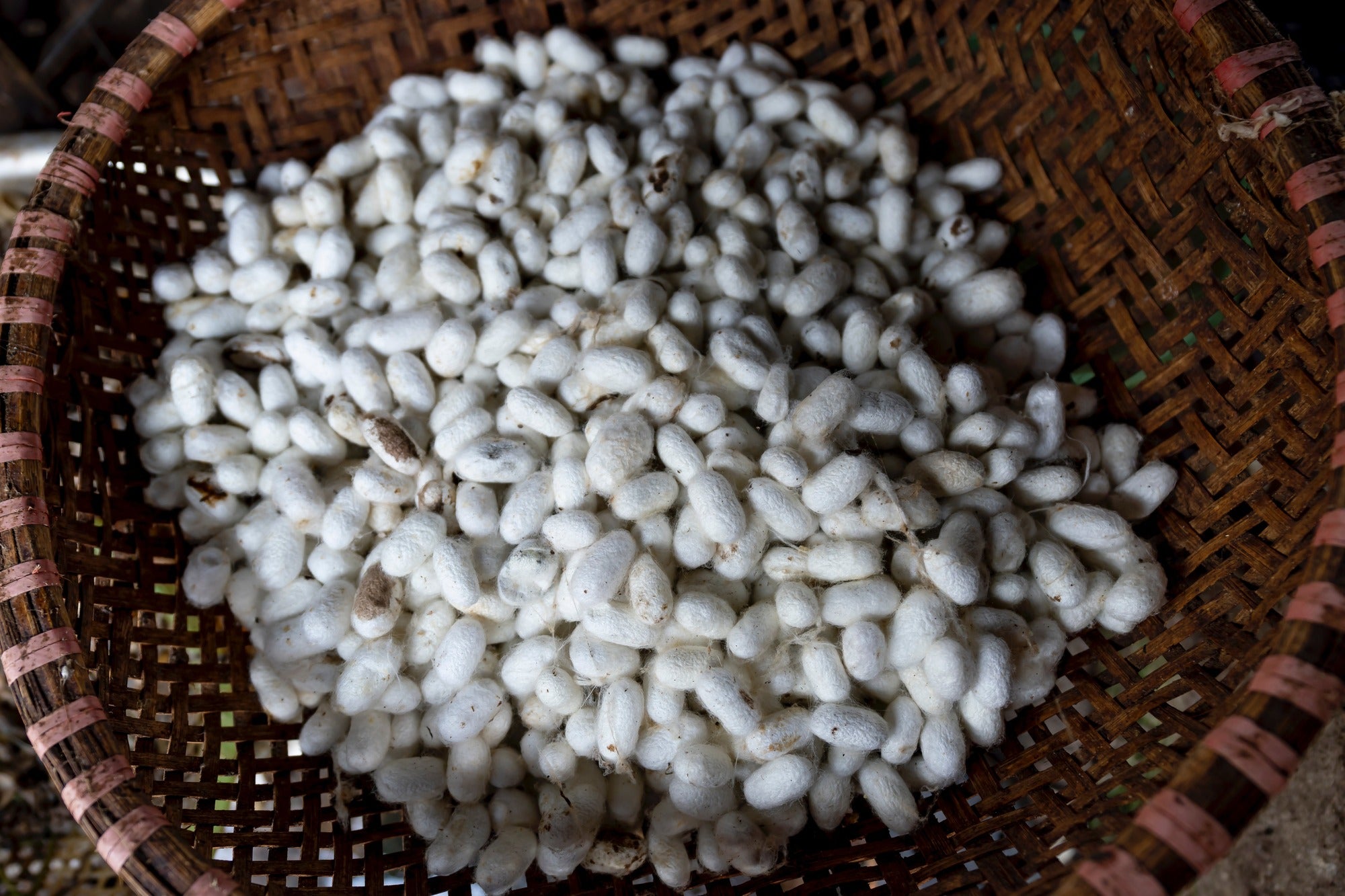 Silk cocoons